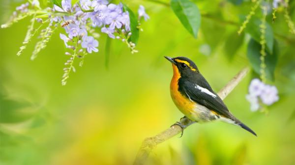 Free yellow and black maya bird on tree branch in blur green background hd animals wallpaper download