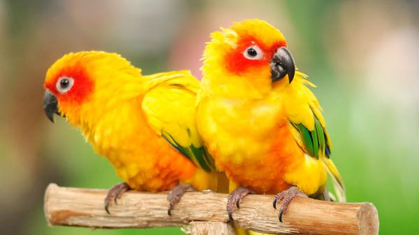 Free yellow and red parrots are sitting on wood in green blur background hd birds wallpaper download