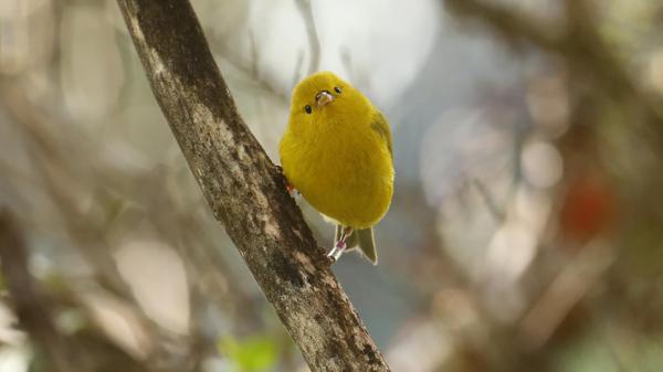 Free yellow anianiau bird with shallow background hd birds wallpaper download