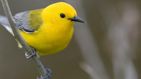 Free yellow bird is perching on tree branch hd birds wallpaper download