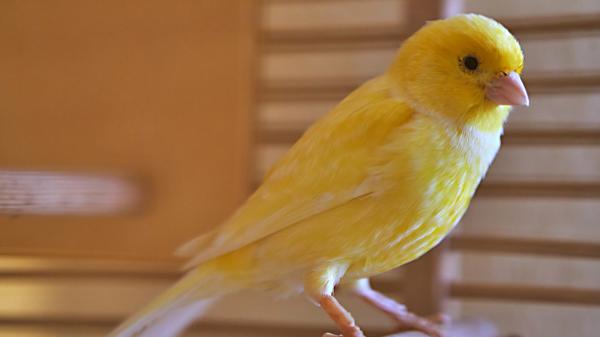 Free yellow bird is standing on floor in blur background hd birds wallpaper download