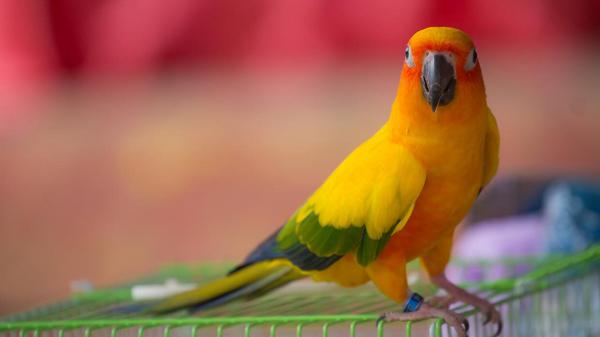 Free yellow bird is standing on green stand in blur red orange background hd birds wallpaper download