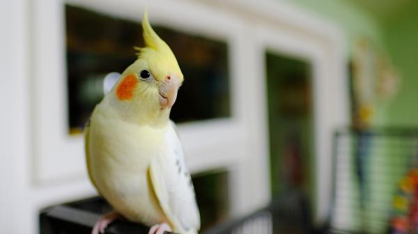 Free yellow bird on couch top in blur background hd birds wallpaper download