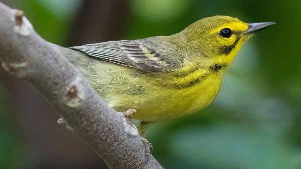 Free yellow bird on tree branch in blur green background hd birds wallpaper download