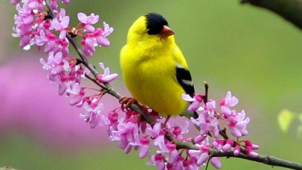 Free yellow black bird is sitting on flowers stalk in green blur background hd birds wallpaper download