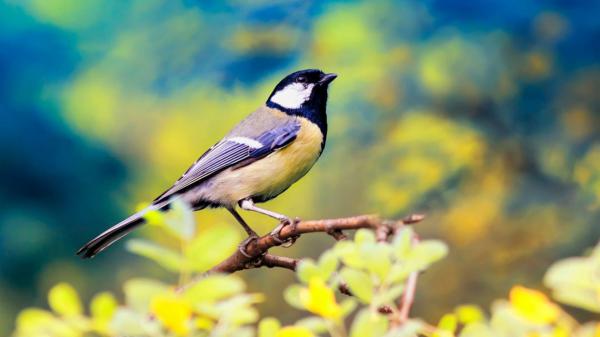 Free yellow black bird on tree branch in blur blue yellow background hd birds wallpaper download