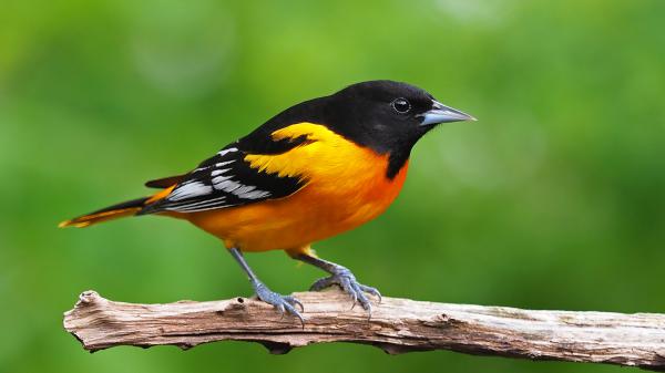 Free yellow black bird on tree branch in green background hd birds wallpaper download