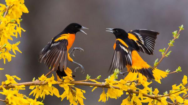 Free yellow black birds with open mouth are on yellow flowers branch hd birds wallpaper download