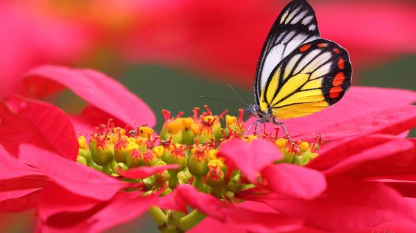 Free yellow black butterfly on flower filament in red background 4k hd animals wallpaper download