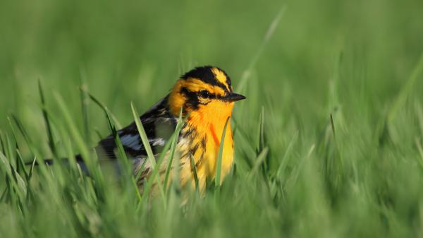 Free yellow black chubby bird is standing on green grass in green blur background hd animals wallpaper download