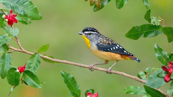 Free yellow black little bird is perching on tree stem in green blur background hd animals wallpaper download