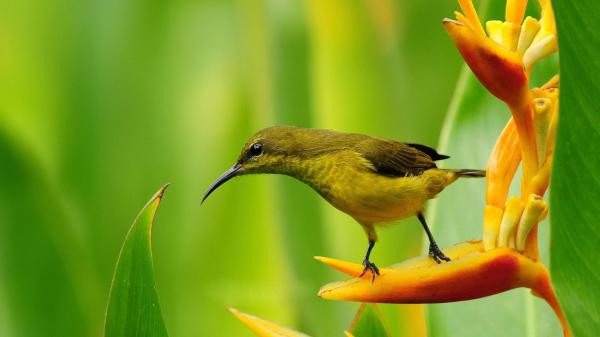 Free yellow black long sharp beak bird is standing on flower petal in green blur background hd birds wallpaper download