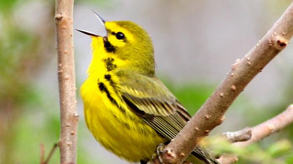 Free yellow black prairie warbler on tree branch hd birds wallpaper download