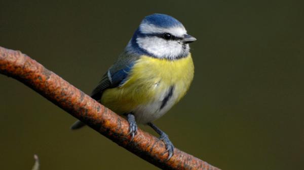 Free yellow blue bird on tree branch in green background hd birds wallpaper download