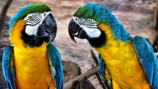 Free yellow blue sharp nose parrots in blur background hd animals wallpaper download