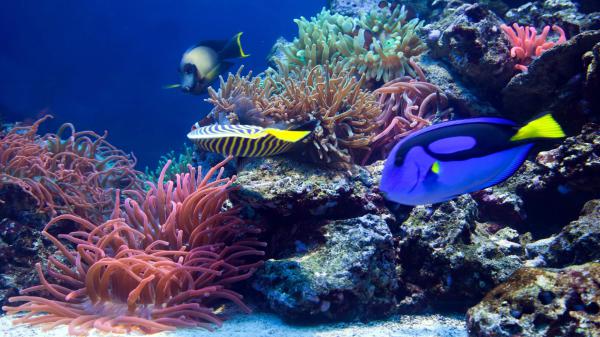 Free yellow blue shoal of fish near coral reefs hd animals wallpaper download