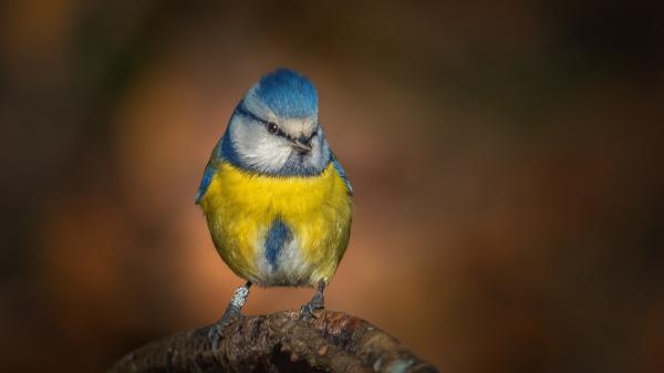 Free yellow blue titmouse on tree trunk in blur background hd birds wallpaper download