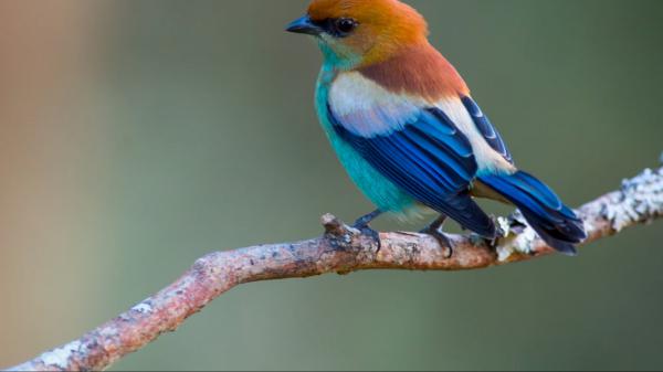 Free yellow brown blue tangara preciosa bird is perching on tree branch 4k hd animals wallpaper download