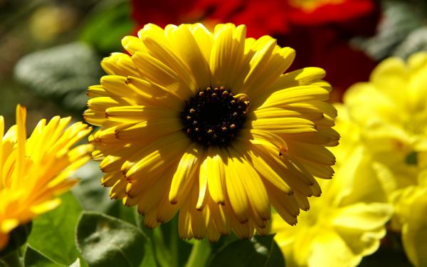 Free yellow calendula pot marigold wallpaper download