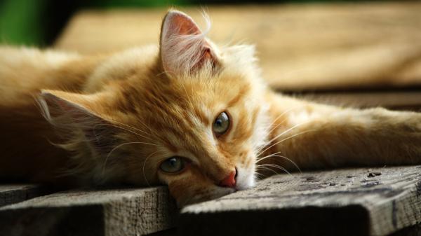 Free yellow cat is lying on wood hd cat wallpaper download