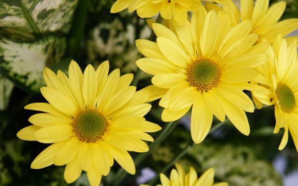 Free yellow color flowers wallpaper download