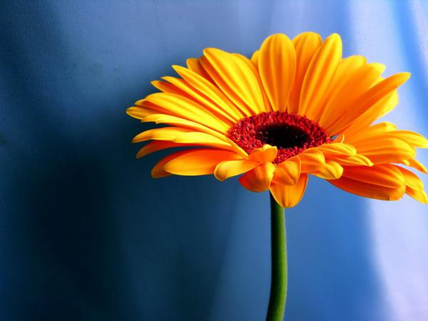 Free yellow daisy 1024x768 wallpaper download