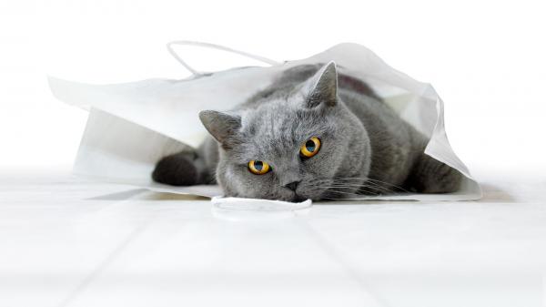 Free yellow eyes ash cat is lying down on floor in white background hd cute wallpaper download