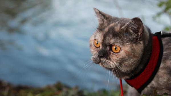 Free yellow eyes black brown cat with red black neck band 4k hd cat wallpaper download