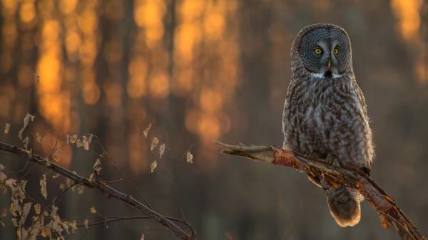 Free yellow eyes brown owl on tree branch in blur background hd owl wallpaper download