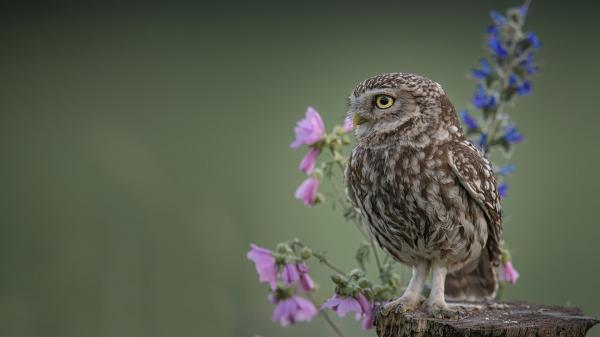 Free yellow eyes brown owl on tree trunk in blur green background hd owl wallpaper download