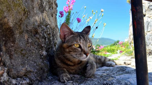 Free yellow eyes cat is sitting with background of blue sky and purple flowers hd cat wallpaper download