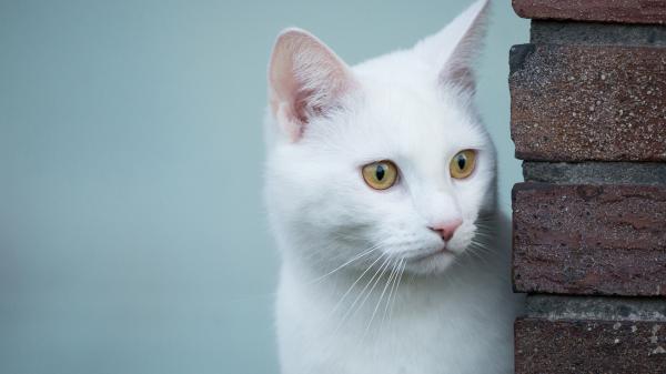 Free yellow eyes white cat near brick wall hd cat wallpaper download