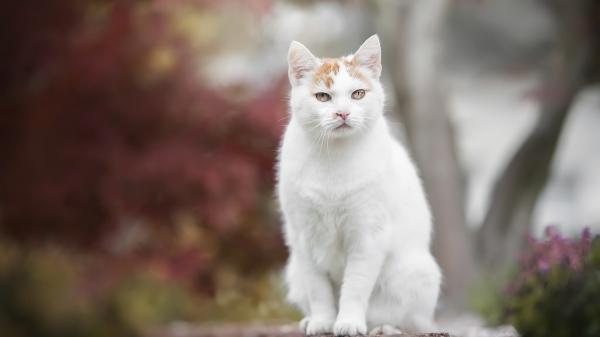 Free yellow eyes white cat on stone steps in blur background hd cat wallpaper download