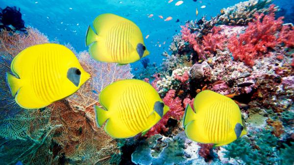 Free yellow fishes in deep blue sea hd animals wallpaper download