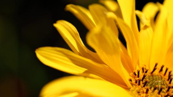 Free yellow flower 2 wallpaper download