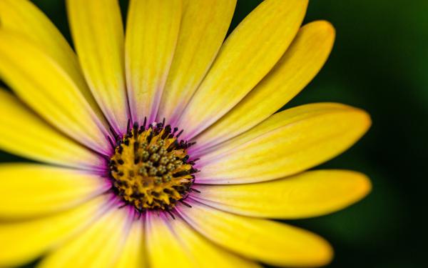 Free yellow flower 4k wallpaper download