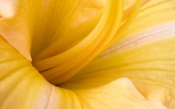 Free yellow flower wallpaper download