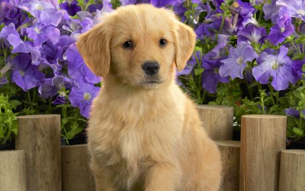 Free yellow labrador puppy wallpaper download