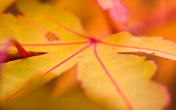 Free yellow leaf wallpaper download