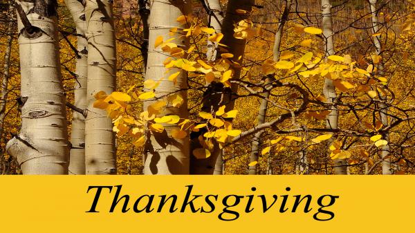 Free yellow leafed trees in forest hd thanksgiving wallpaper download