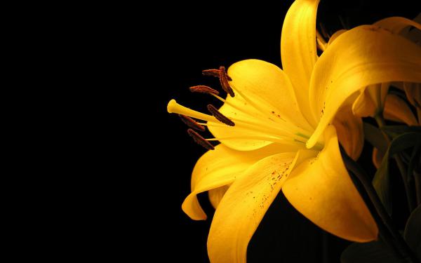 Free yellow lily flower wallpaper download