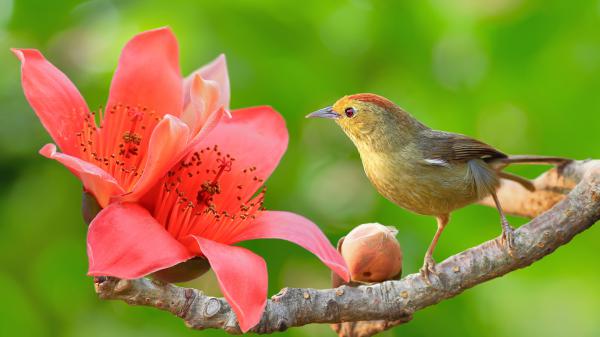 Free yellow little bird in green background on tree branch with flower hd animals wallpaper download