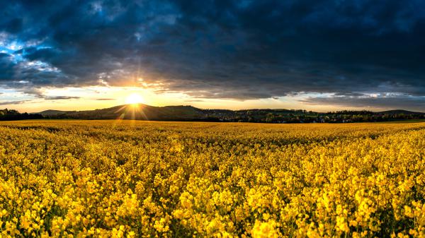 Free yellow rapeseed field during sunrise hd flowers wallpaper download