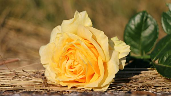 Free yellow rose flower with leaves on sticks in blur background hd flowers wallpaper download