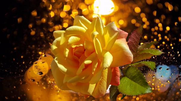 Free yellow rose with green leaves in glittering background 4k hd flowers wallpaper download