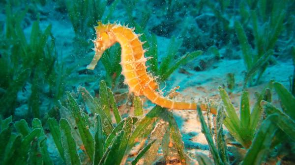 Free yellow seahorse under sea near seaweeds hd animals wallpaper download