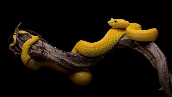 Free yellow snake on tree branch in black background 4k hd animals wallpaper download