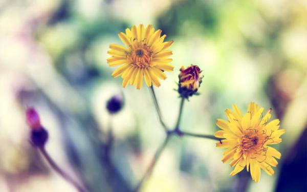 Free yellow spring daisy wallpaper download