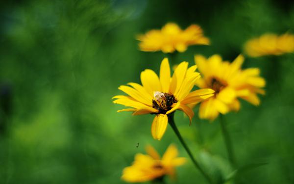 Free yellow summer flowers wallpaper download