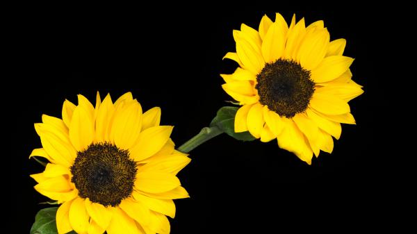 Free yellow sunflower flowers in black background 4k 5k hd flowers wallpaper download